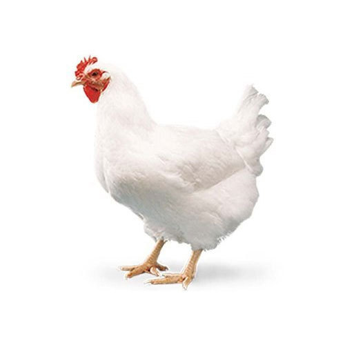 antibiotic-free-chicken-buy-online-pune