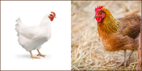 Moving from Poultry Chicken Meat to Organic Free-Range Chicken the Best Option